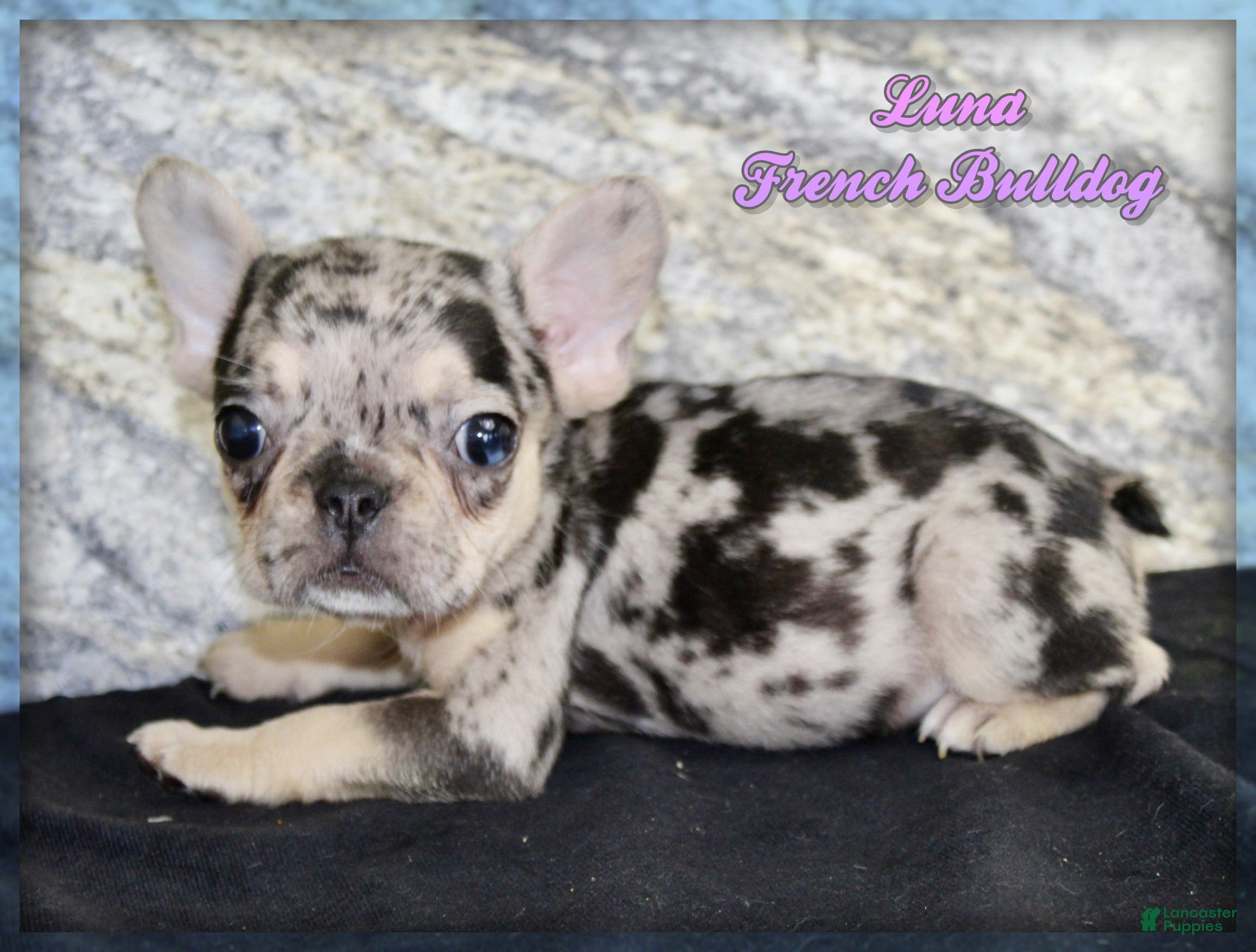 French Bulldog dogs Luna - Ad 1
