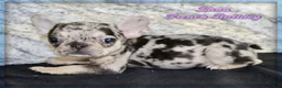 French Bulldog dogs for sale: Luna - Ad 1