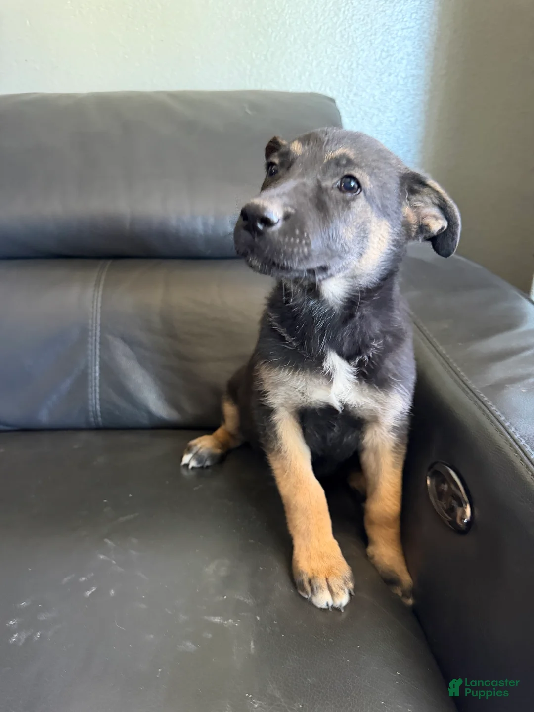 German Shepherd dogs for sale: German Shepherd Puppy 7 - Ad 2