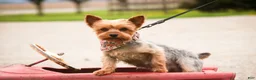 Yorkshire Terrier dogs for sale: Buckskin - Ad 9