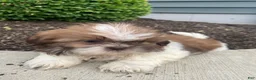 Shih Tzu dogs for sale: Emma - Ad 4