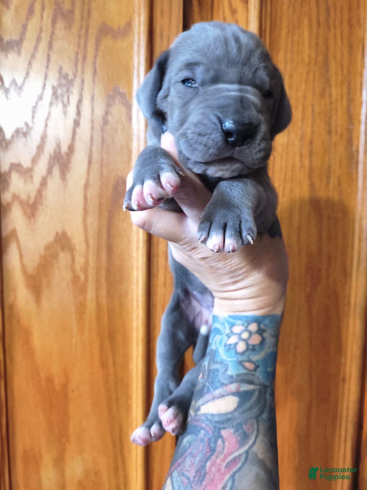 Great Dane dogs Blue  - Ad 35