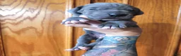 Great Dane dogs for sale: Blue  - Ad 1