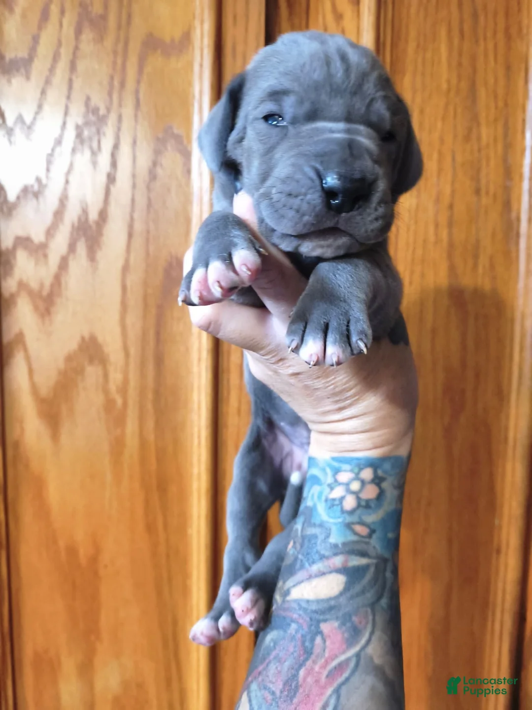 Great Dane dogs for sale: Blue  - Ad 1