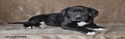 Great Dane dogs for sale: Jasper - Ad 3