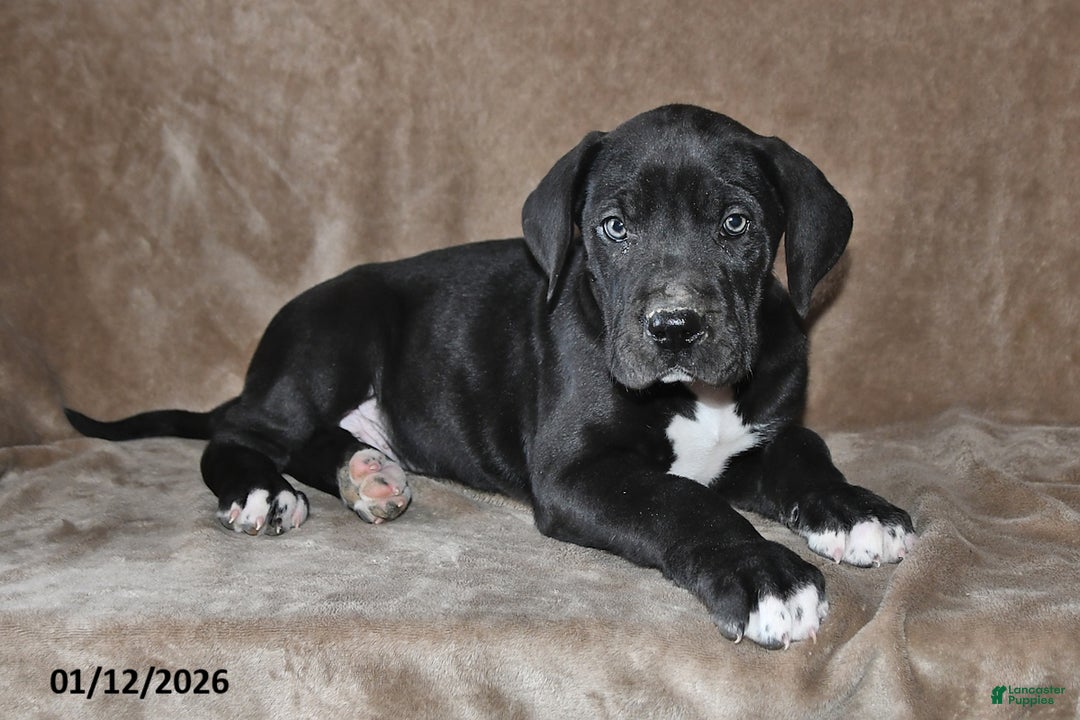 Great Dane dogs for sale: Jasper - Ad 3