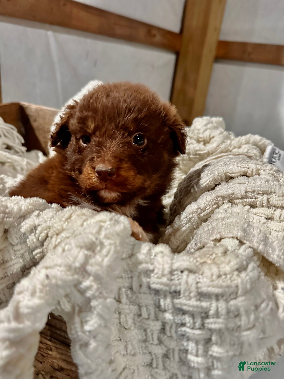 Aussiedoodle dogs for sale: Darla - Ad 5