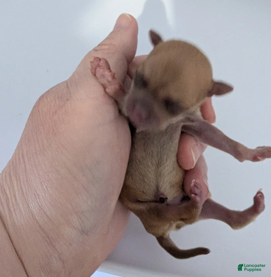 Chihuahua dogs for sale: Roman - Ad 3