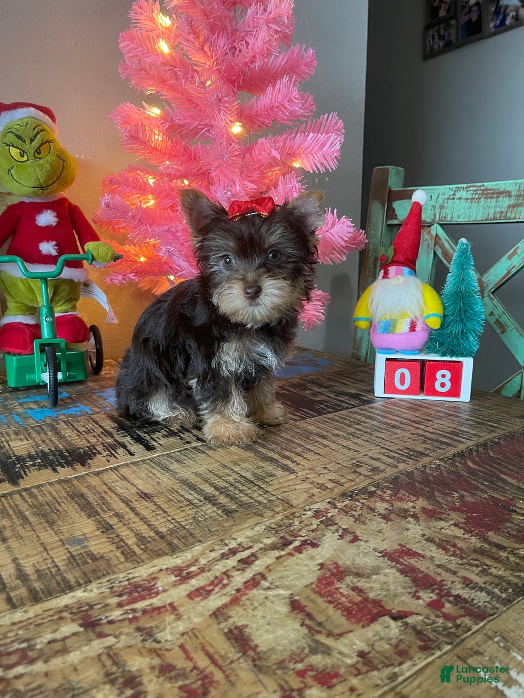 Yorkshire Terrier dogs for sale: Chocolate Yorkie Ready To Go - Ad 8