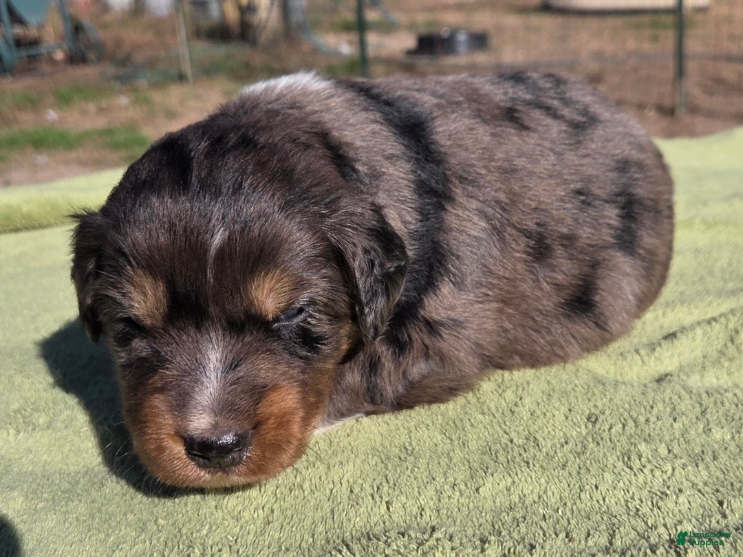 Australian Shepherd dogs for sale: Newt - Ad 2