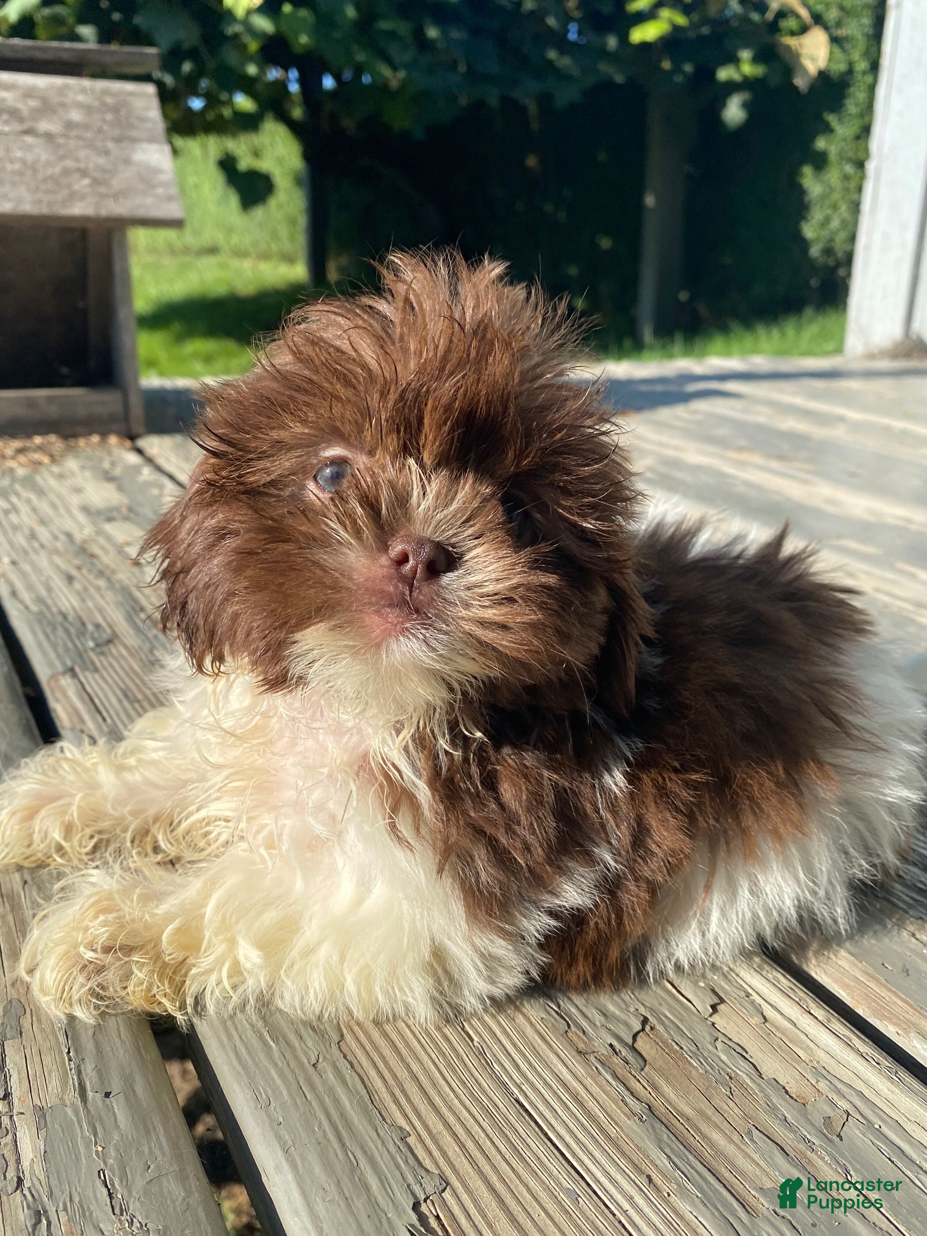 Shih Tzu dogs Willow - Ad 2