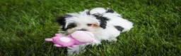 Havanese dogs for sale: Precious - Ad 4