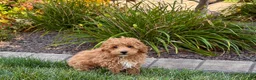 Maltipoo dogs for sale: Maltipoo 2 - Ad 5