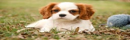 Cavalier King Charles Spaniel dogs for sale: Cody - Ad 7