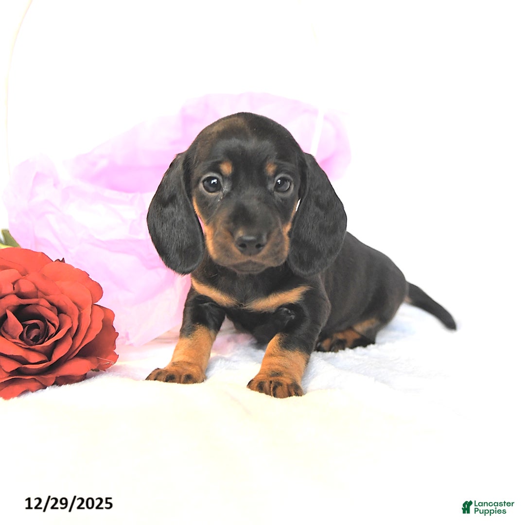 Miniature Dachshund dogs for sale: Dainty - Ad 2