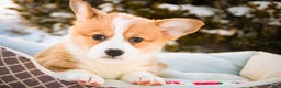 Welsh Corgi Pembroke dogs for sale: Gwen - Ad 7