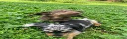 Miniature Dachshund dogs for sale: Jade - Ad 2