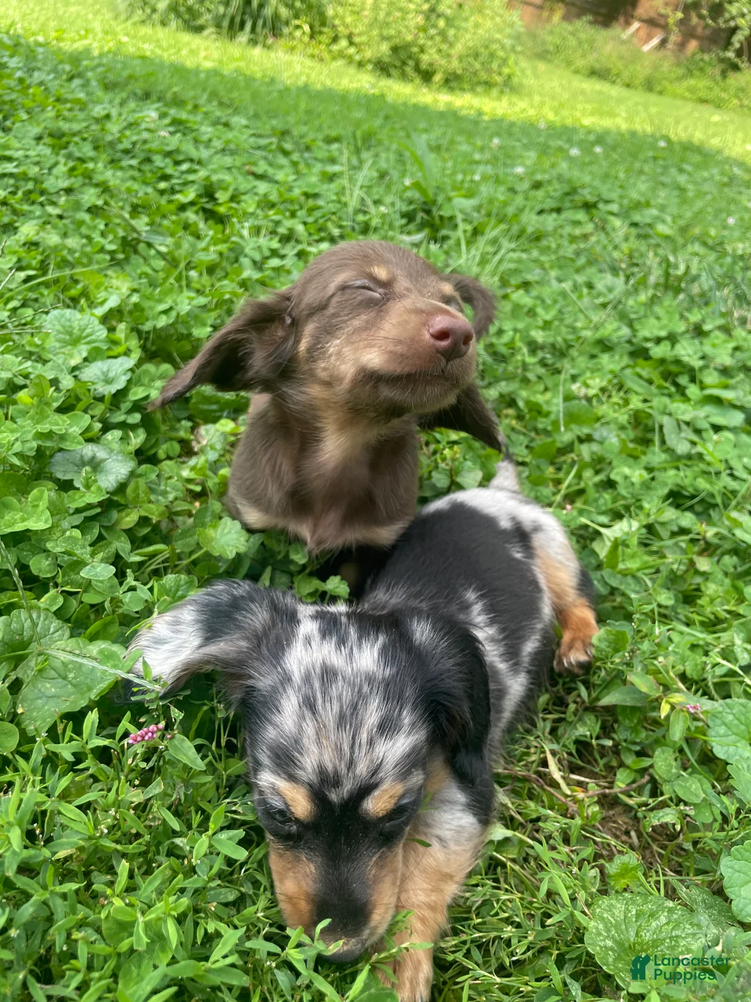Miniature Dachshund dogs for sale: Jade - Ad 2