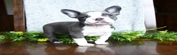 Boston Terrier dogs for sale: Ellie - Ad 4