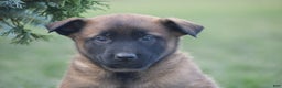 Belgian Malinois dogs for sale: Ralph - Ad 2