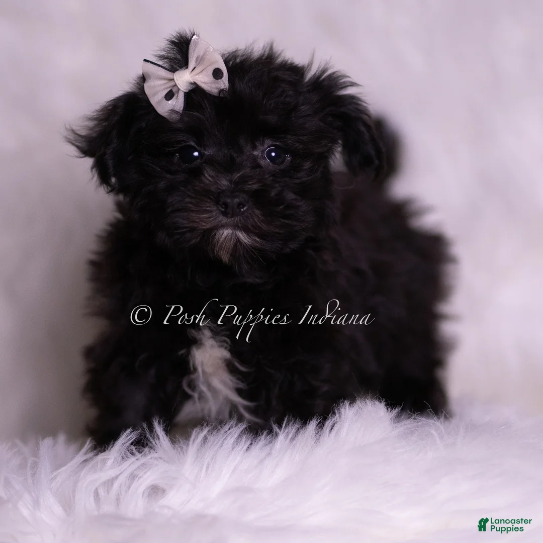 Morkie dogs for sale: Smurf - Ad 2