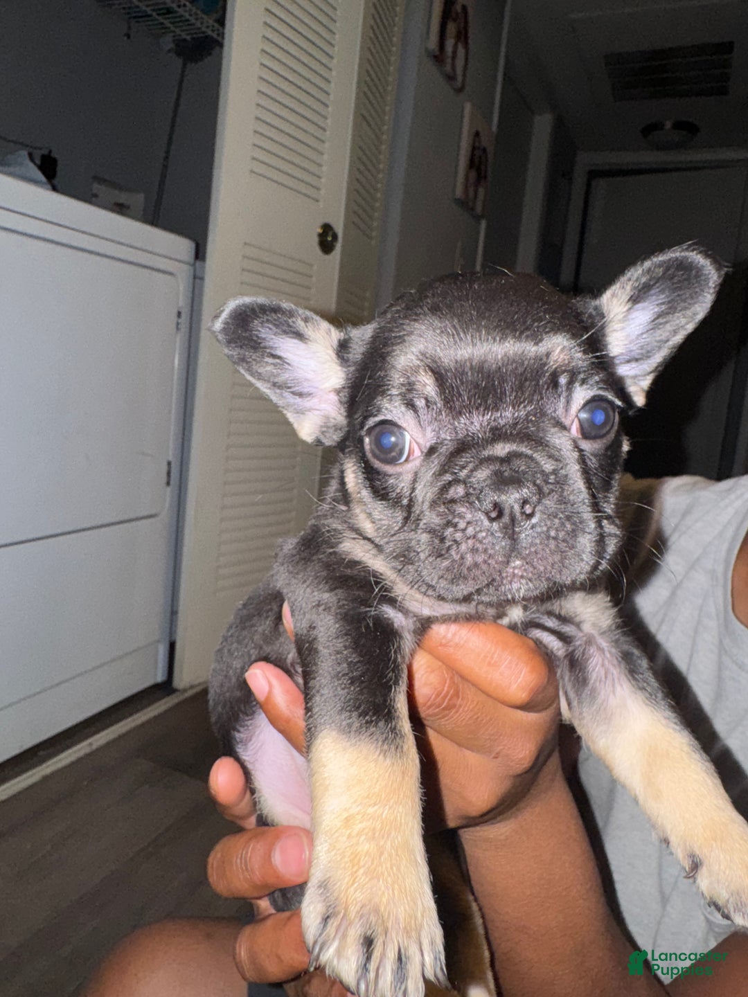 French Bulldog dogs for sale: French Bulldog Puppy 3 - Ad 3