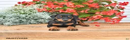Doberman Pinscher dogs for sale: Bella Mia - Ad 3