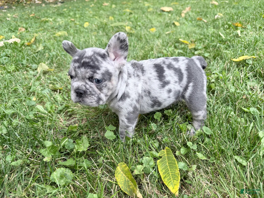 French Bulldog dogs for sale: French Bulldog 1 - Ad 2