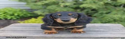 Miniature Dachshund dogs for sale: Indy - Ad 3