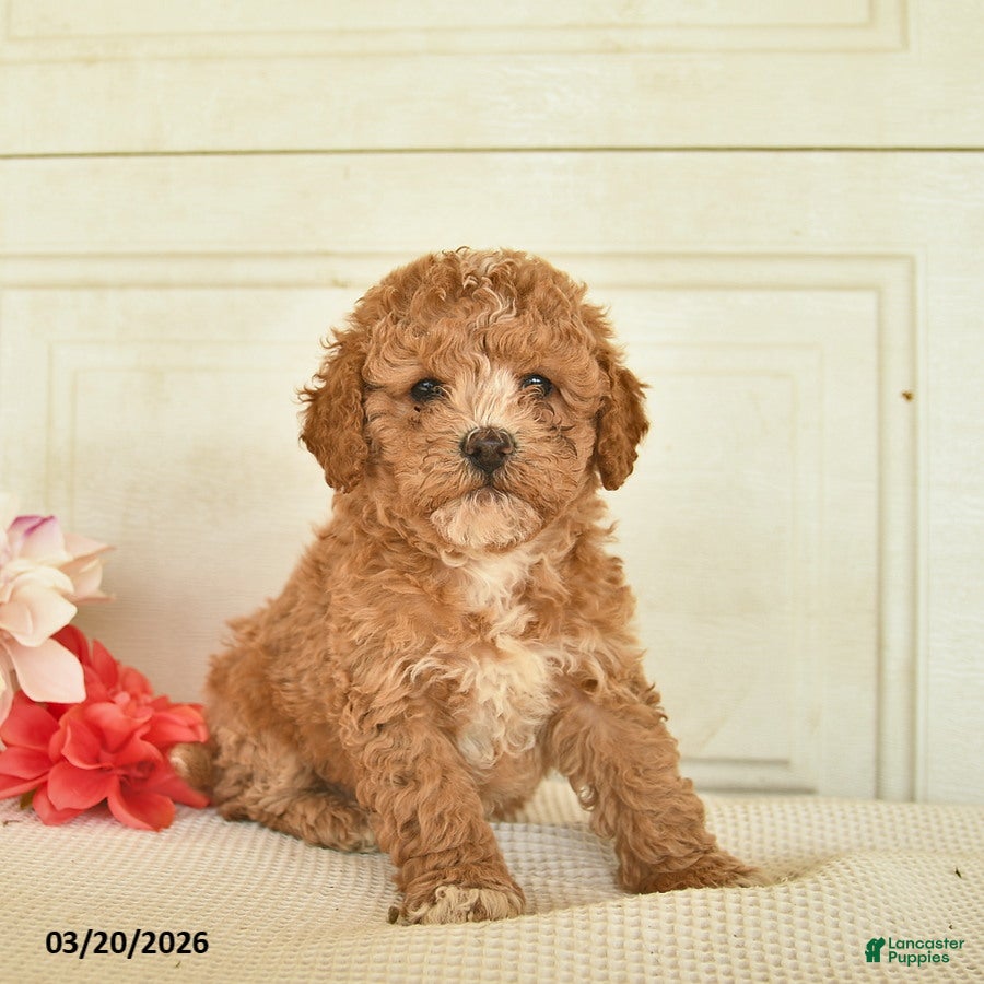 Mixed Breed dogs Anakin - Ad 2