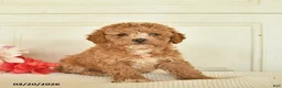 Mixed Breed dogs for sale: Anakin - Ad 2