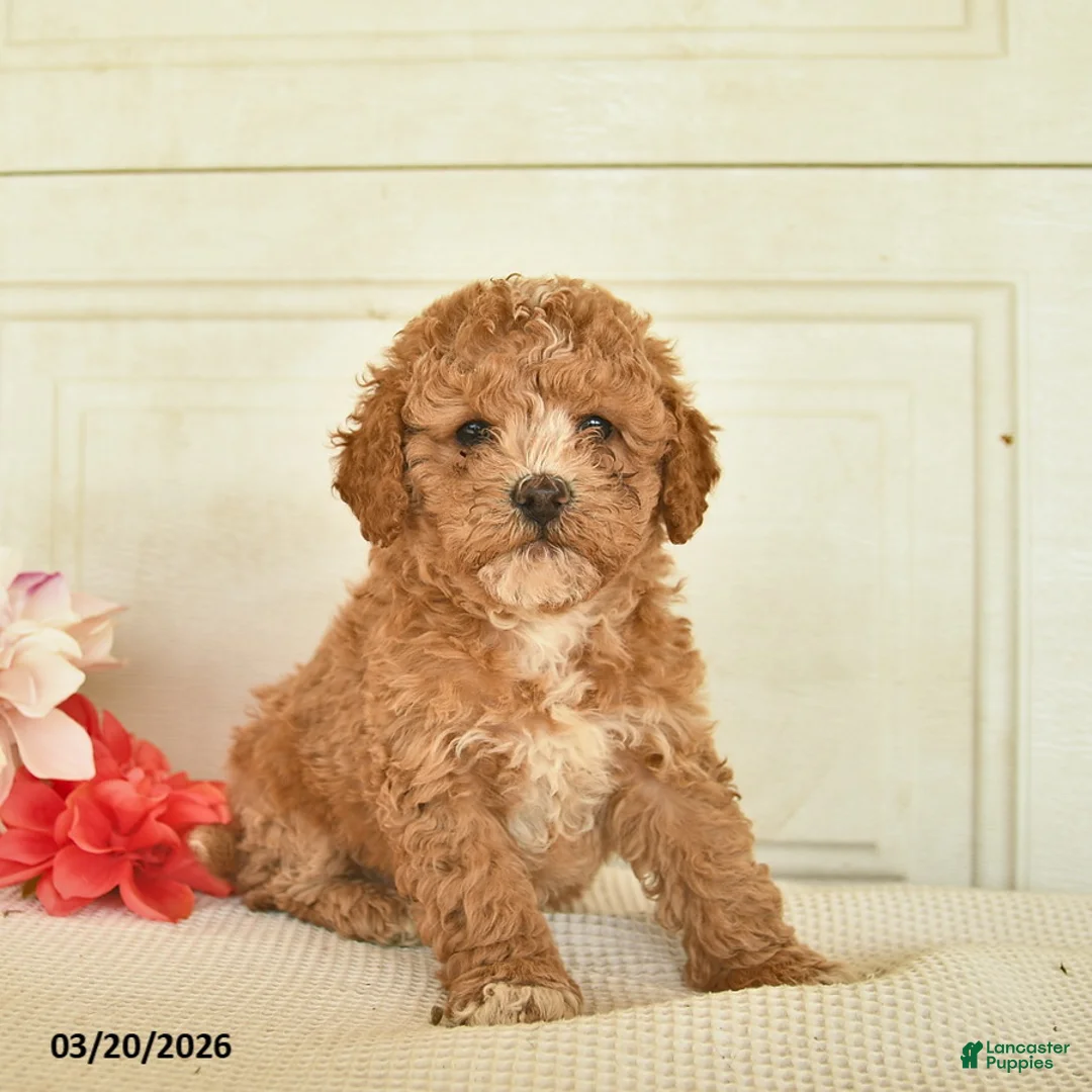 Mixed Breed dogs for sale: Anakin - Ad 2