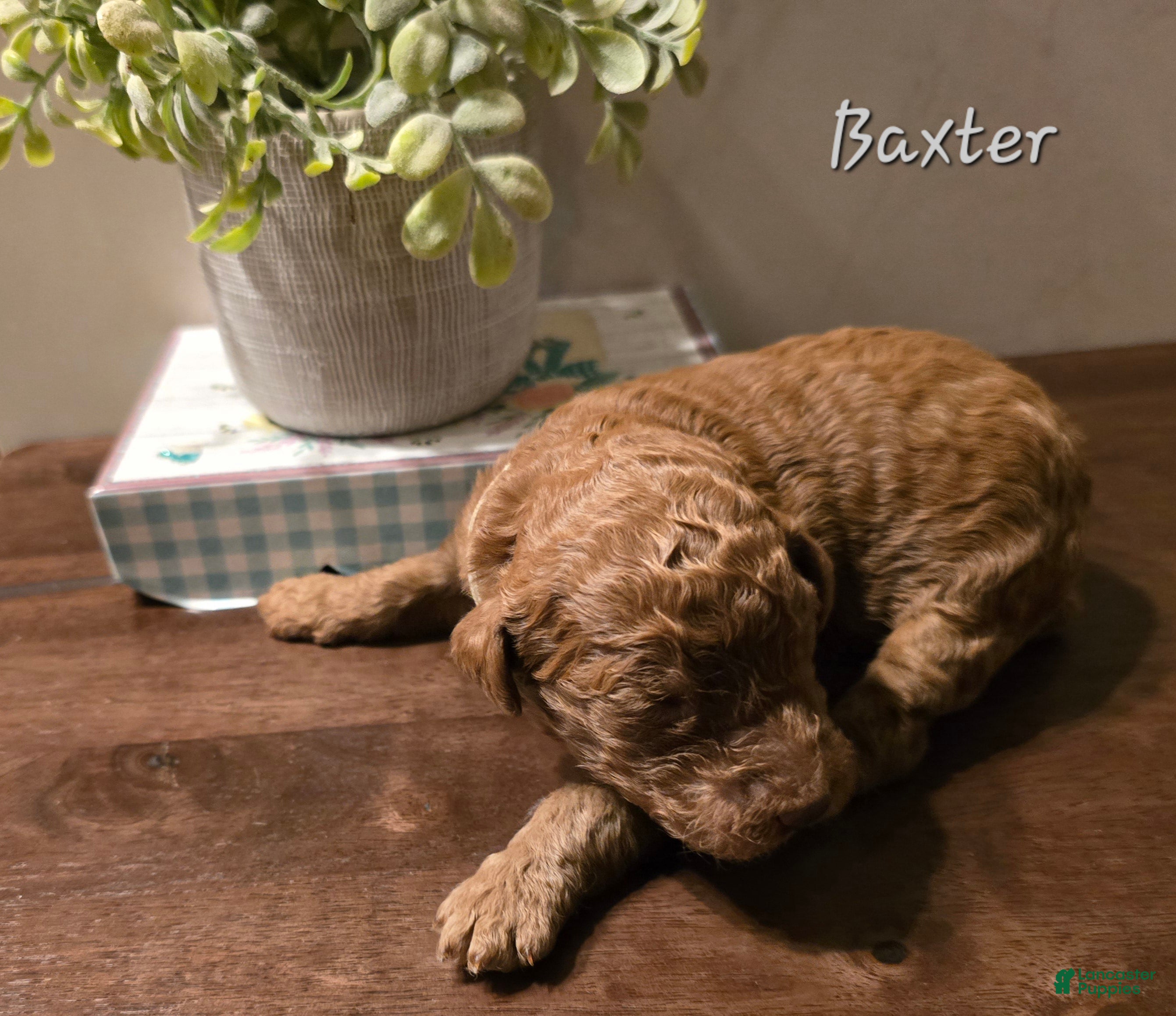 Goldendoodle dogs Goldendoodle Puppy 8 - Ad 21