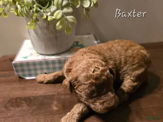 Goldendoodle dogs Goldendoodle Puppy 8 - Ad 21