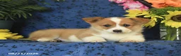 Welsh Corgi Pembroke dogs for sale: Grayson - Ad 3