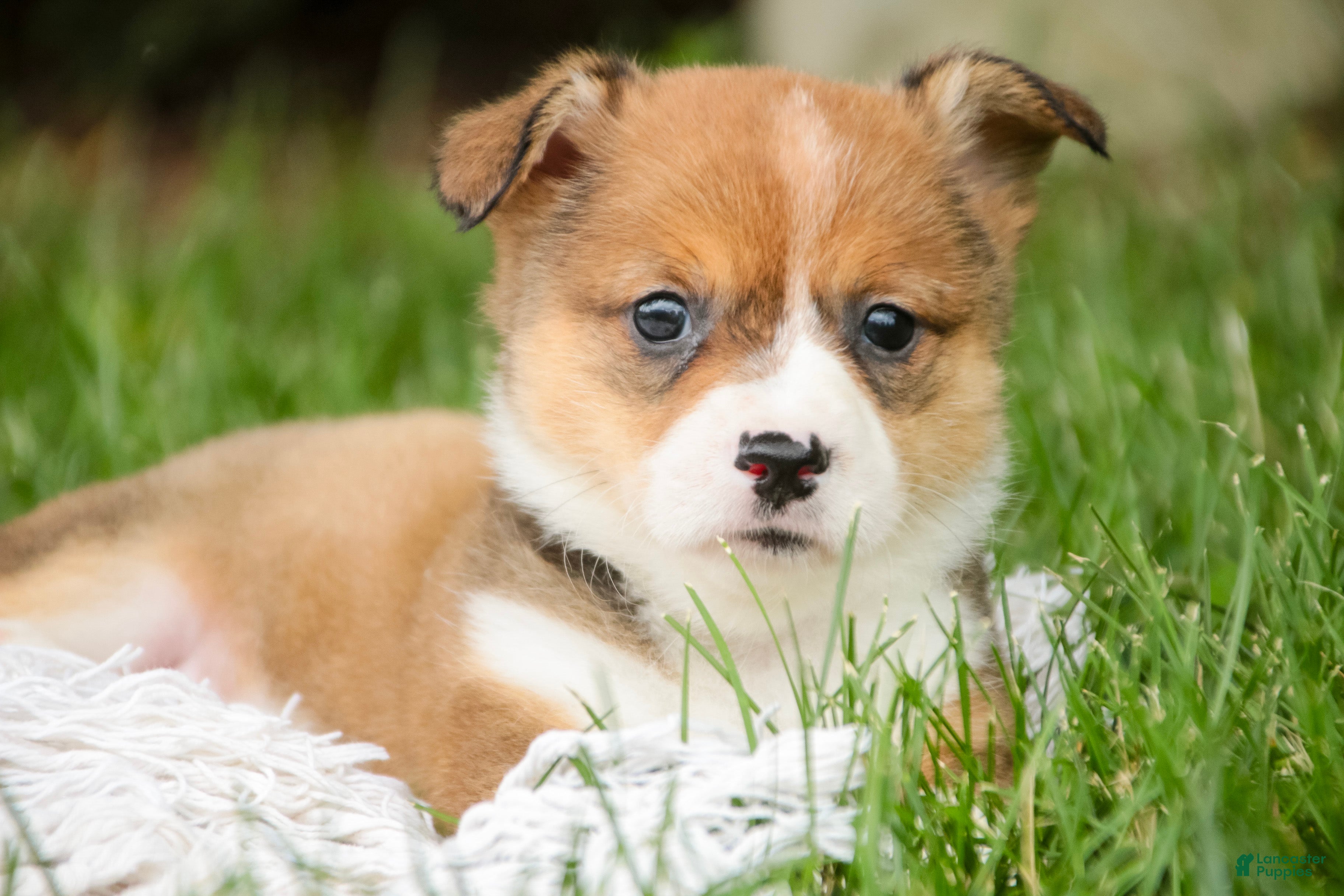 Welsh Corgi Pembroke dogs Apple Jacks Welsh Corgi Pembroke  - Ad 1