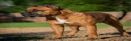 Cane Corso dogs for sale: Midnight Groove’s The Sweetest Taboo - Ad 10