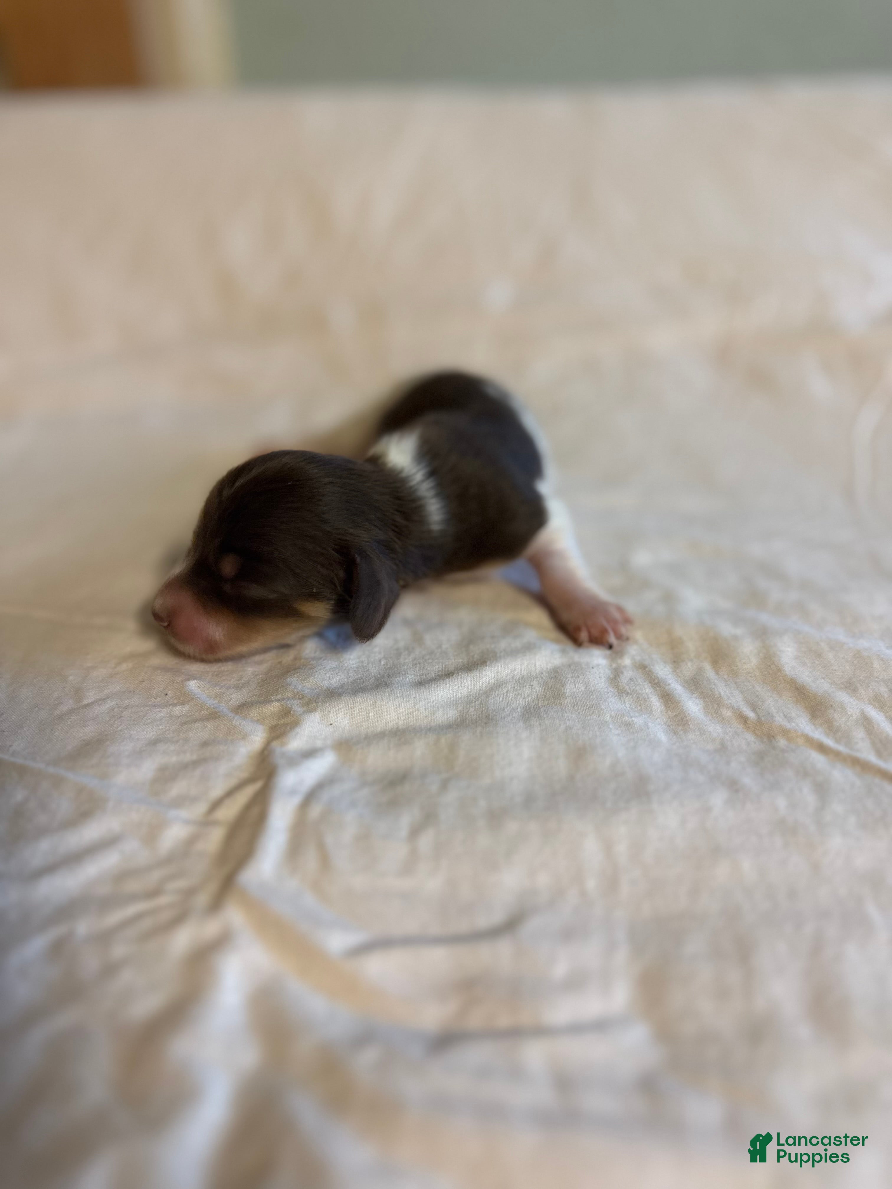 Dachshund dogs Lane  - Ad 2