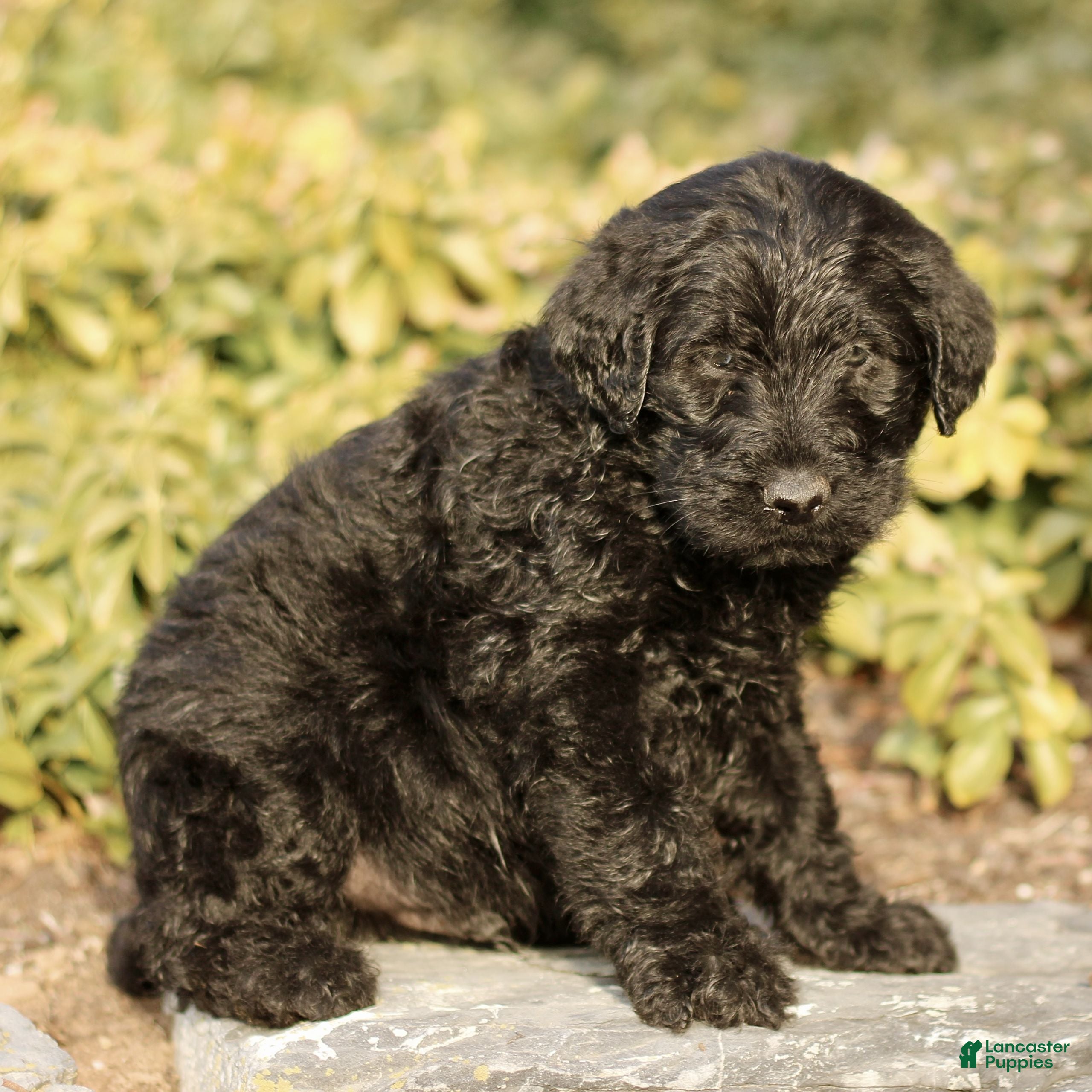 Labradoodle dogs Maverick  - Ad 2