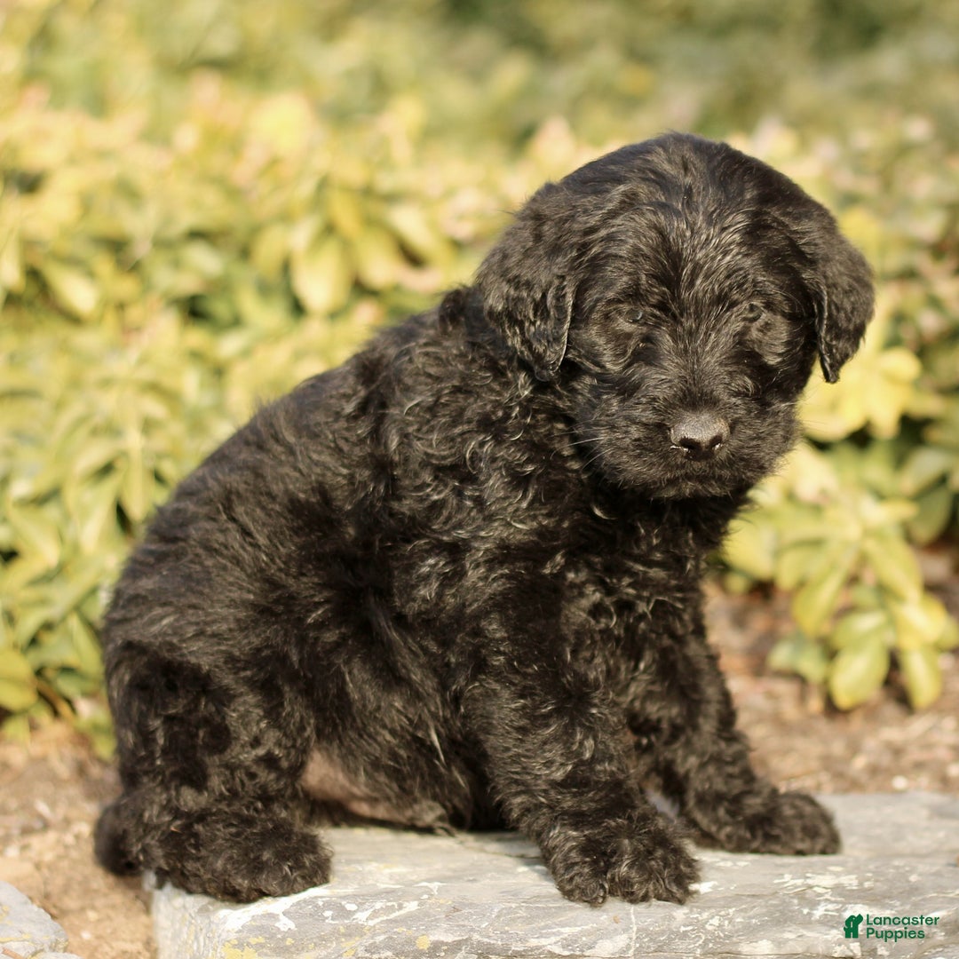 Labradoodle dogs for sale: Maverick  - Ad 2