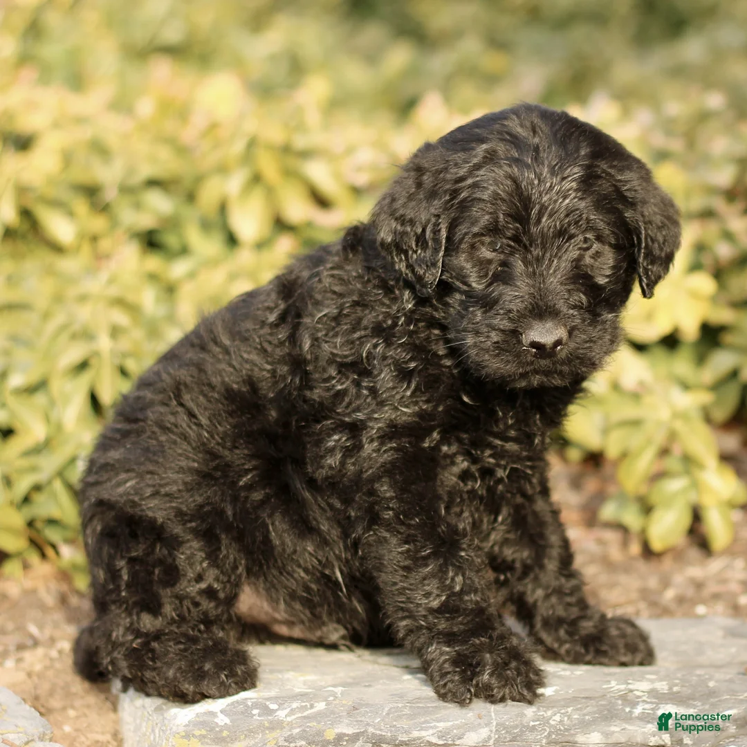 Labradoodle dogs for sale: Maverick  - Ad 2