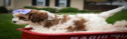 Cavachon dogs for sale: Hallie🎀 - Ad 17