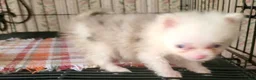 Pomeranian dogs for sale: Gidget - Ad 3