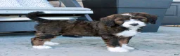 Bernedoodle dogs for sale: Bella - Ad 5