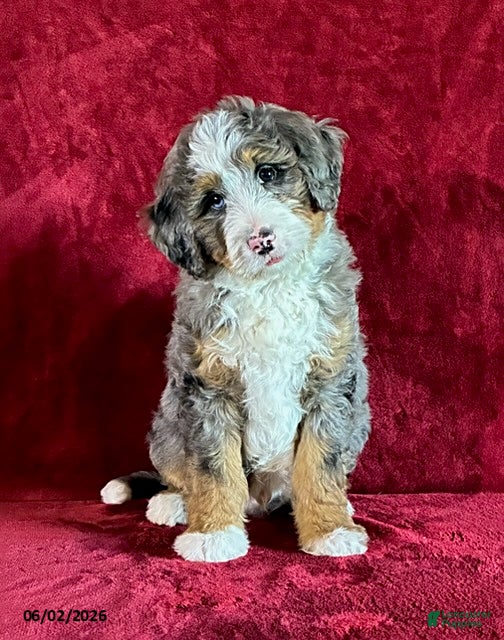 Mini Bernedoodle dogs for sale: Champ - Ad 1