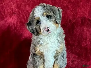 Mini Bernedoodle dogs for sale: Champ - Ad 1