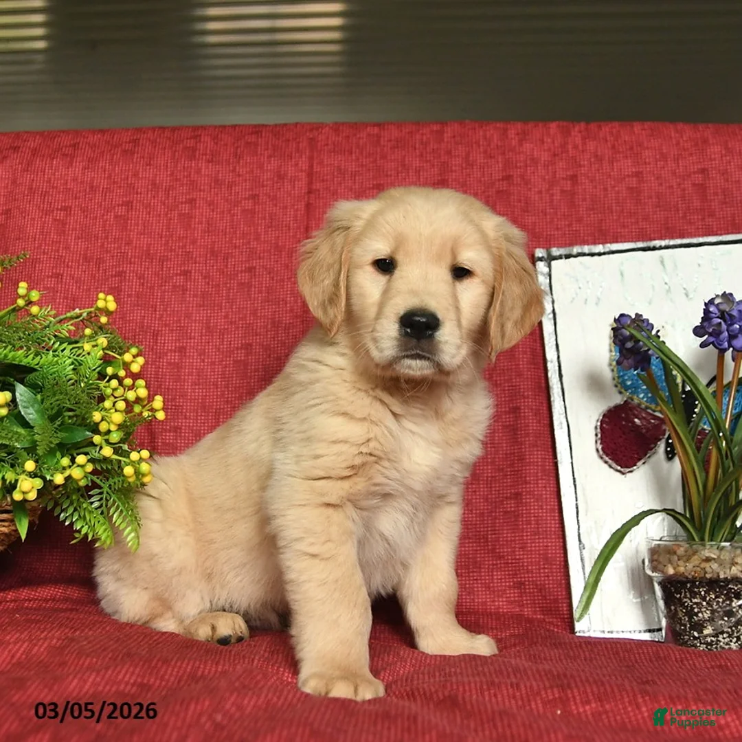 Golden Retriever dogs for sale: Pluto  - Ad 1