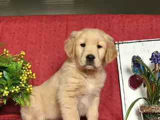 Golden Retriever dogs for sale: Pluto - Ad 1