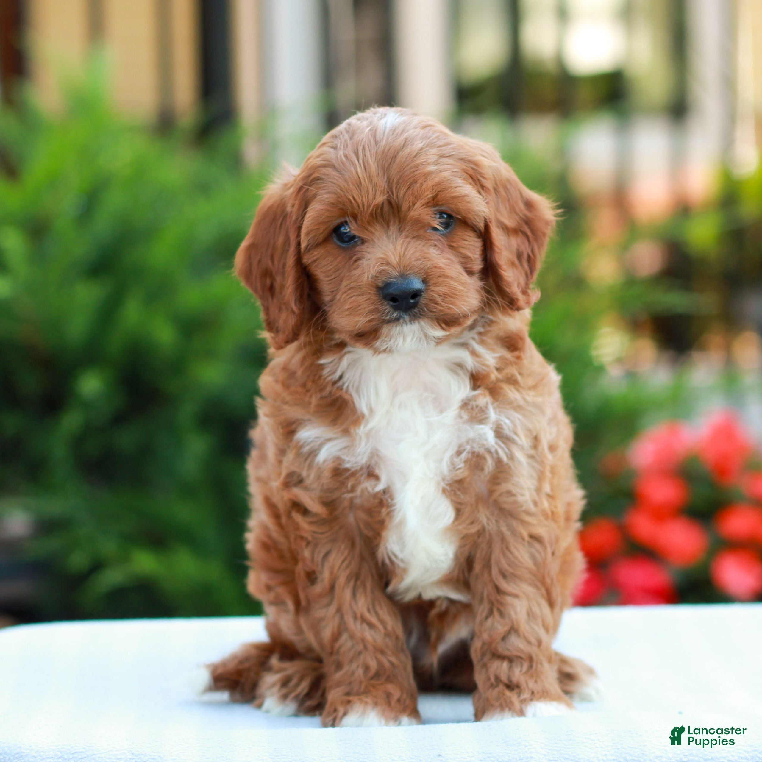 Cavapoo dogs Evan - Ad 1