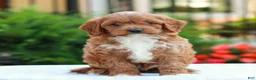 Cavapoo dogs for sale: Evan - Ad 1